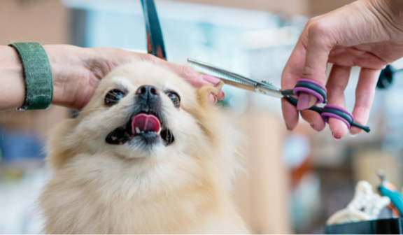최근 반려견 미용은 외형적 아름다움에 치중하는 경향이 강하다. GETTYIMAGES
