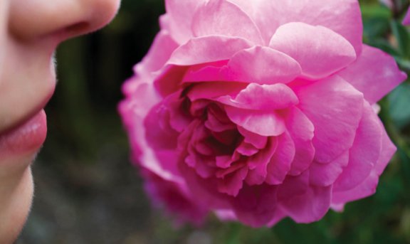 후각과 뇌의 연결고리가 밝혀지면서 향기를 이용한 뇌 건강 관리법이 주목받고 있다. GETTYIMAGES 