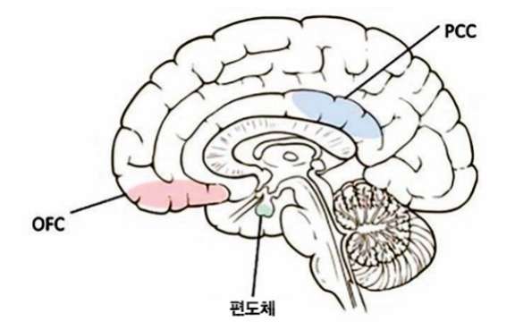 장미향 노출 전후를 비교해 후방 대상피질(PCC), 편도체, 안와전두피질(OFC) 등 뇌 영역의 회색질 조직 변화를 분석한 결과 PCC에서 회색질 부피가 뚜렷하게 증가했다. 국제학술지 ‘브레인 리서치 불러틴(Brain Research Bulletin)’ 제공