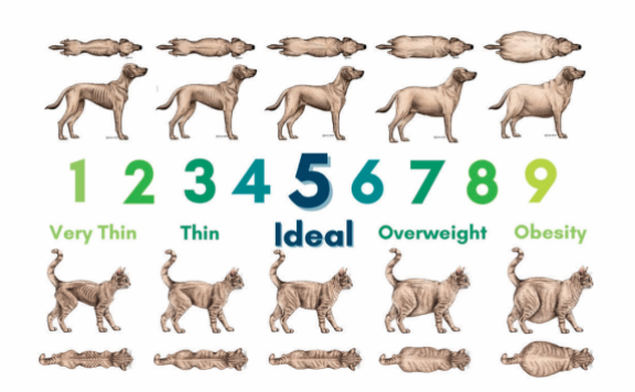 반려동물비만예방협회(APOP)가 내놓은 반려견(위)·반려묘 체형 점수 평가 기준. 반려동물비만예방협회(APOP) 제공