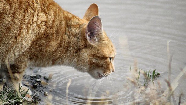 ‘방생’ 한다며 고양이 400마리 저수지에 빠뜨려 떼죽음