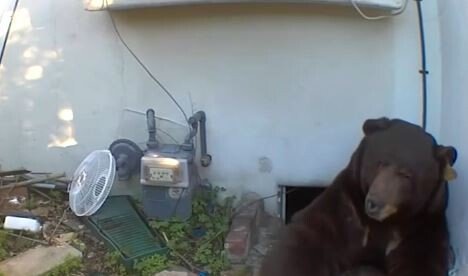 美가정집 바닥 소음에 카메라 설치했더니…250kg 곰이 기어 나왔다