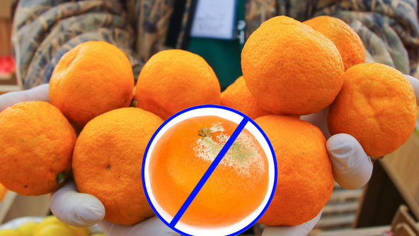 “도려내면 괜찮겠지?” 곰팡이 핀 귤 먹었다간…[알쓸톡]