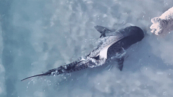 해변서 마주친 상어와 강아지…서로 놀라 줄행랑 (영상)