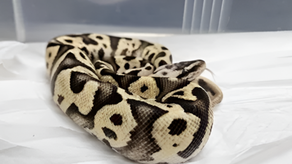 “뱀이다” 강남 지하철 화장실서 화들짝…멸종위기 ‘볼파이톤’