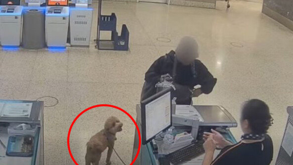 “개 못 태운다”고 하자 공항에 묶어두고 혼자 떠난 여성