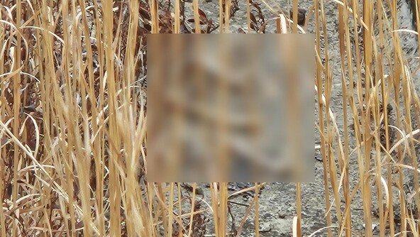 “혹시나” 무안공항 담벼락 둘러보다 또 ‘유해 추정’ 10여점 발견