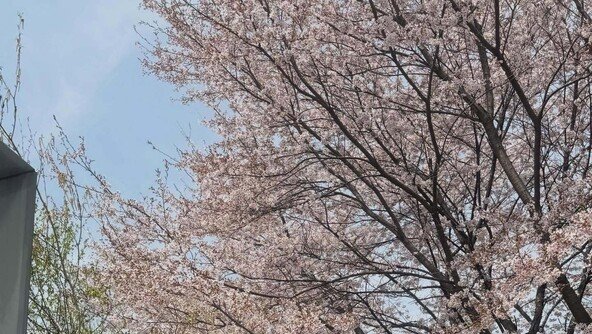 이영애, 휠쳬어 탄 父와 손 꼭 잡고 미소 “따뜻한 양평 문호리 집”