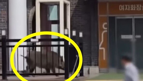 고속도로 휴게소서 멧돼지 난동…女화장실 문 ‘쿵쿵’