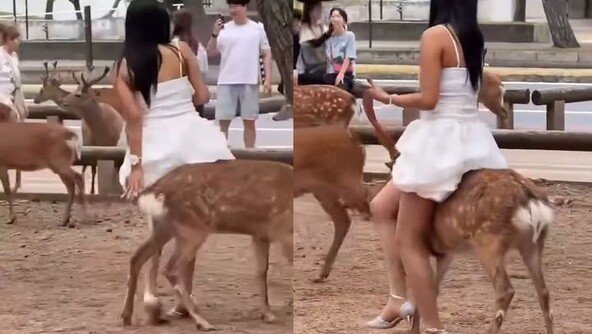 日사슴에 올라타려고 시도…“심각한 동물 학대”
