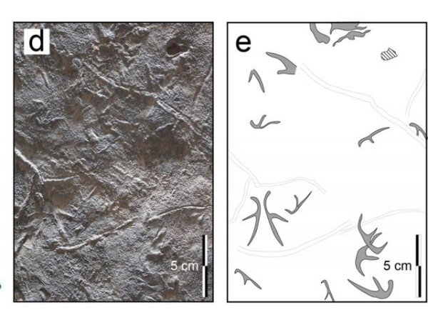Skamieniałe ślady stóp odkryte w Hwasun: THE DONG-A ILBO