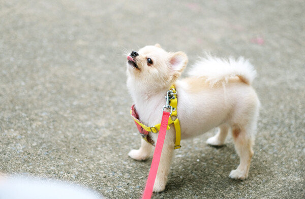 산책하는 반려견. [GETTYIMAGES]