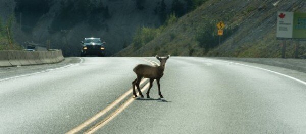 A man’s’lucky day’…  Beating a deer with a new car and winning the 2.2 billion lottery