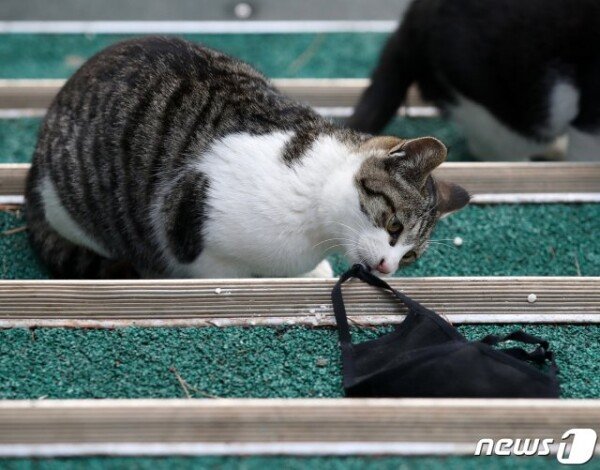 Coronavirus confirmed for cats in Seoul…  “Vomiting and low activity symptoms”