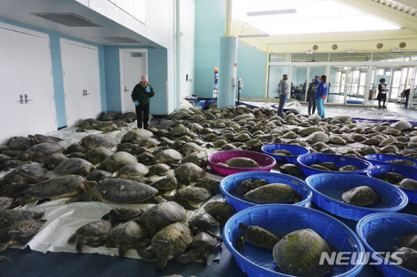 ‘Turtle rescue operation’ in Texas cold wave…  Residents saved 3,500