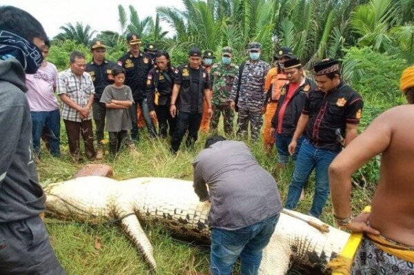 Indonesian 8 years old, dragged by a crocodile while playing in the water, finally found in a crocodile boat