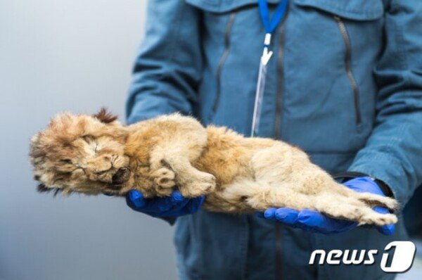 This Frozen Cave Lion Is So Well Preserved You Can Still See Its Whiskers 108411691.3