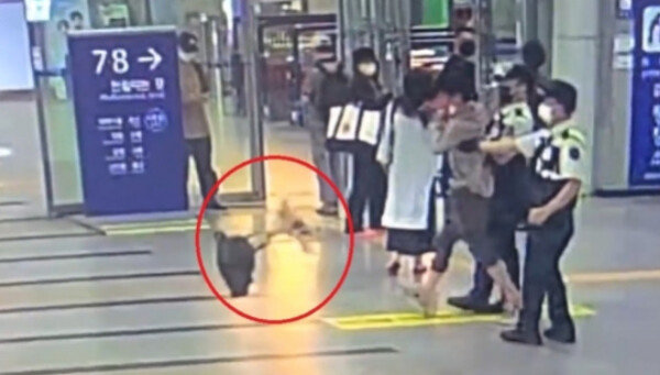 ‘Puck’ ‘Puck’…  A man who abused a dog by throwing it at Pyeongtaek Station (Video)