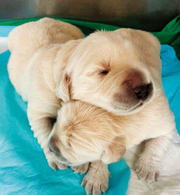 고관절 탈구 돌연변이 교정에 성공한 강아지 진과 제니. [사진 제공 · 충남대]