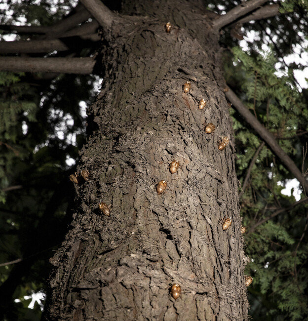 높은 곳을 향하여 올라가는 매미