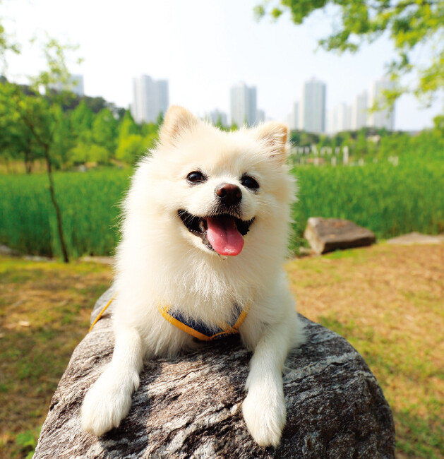 반려동물산업은 성장 가능성이 커 기존 반려동물 기업뿐 아니라 다른 기업들도 새롭게 뛰어들고 있다. [GettyImages]