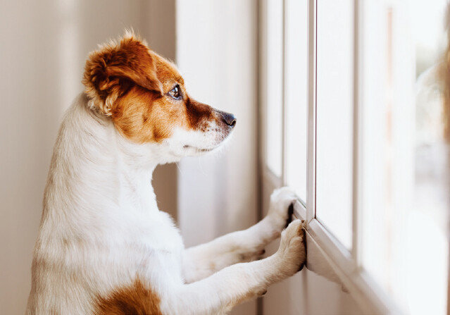분리불안으로 흥분 상태가 되는 반려견은 적절한 교육이 필요하다. [GETTYIMAGES]