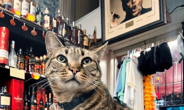 샌프란시스코, 자율주행 택시에 숨진 고양이 추모 물결