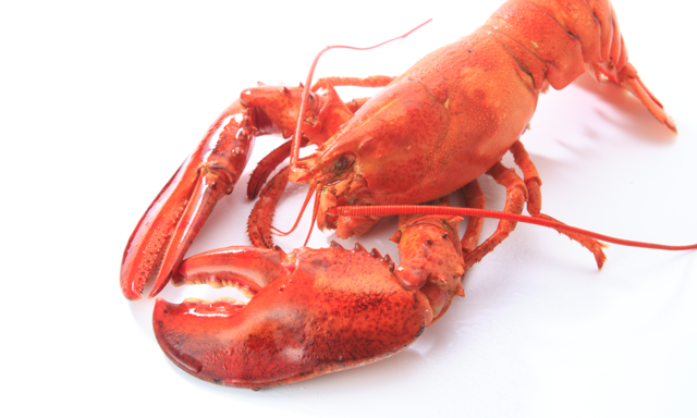 “랍스터·문어 산 채로 삶으면 불법” 영국서 금지 예고