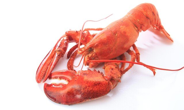 영국서 바닷가재 산채로 삶으면 불법…“갑각류도 고통 느낀다”