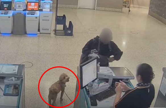 “개 못 태운다”고 하자 공항에 묶어두고 혼자 떠난 여성