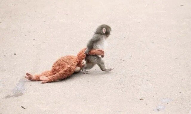 日 울린 ‘아기 원숭이’ 전 세계 응원 속…인형 품절·리셀까지