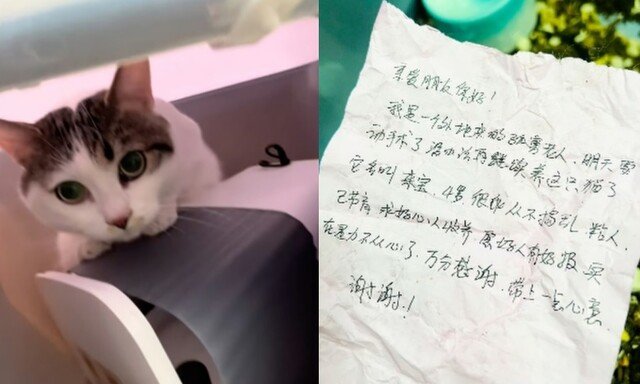 “내일 수술, 더는 못 돌봐”…현금·쪽지와 남겨진 고양이