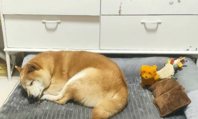 ‘中 첫 경매 유기견’ 덩덩, 가족 품에서 사망…추모 물결 이어져