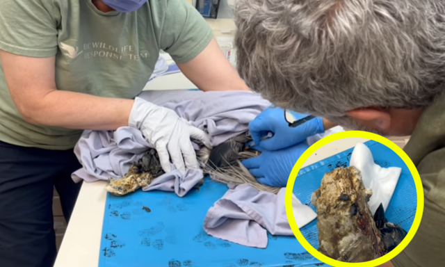 왜가리 발가락 물고 안 놔준 18cm 굴…수의사 기발한 처방