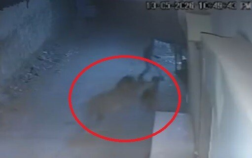 ‘고양이 아니었어?’…골목 걷다가 사자 두 마리 마주친 청년(영상)