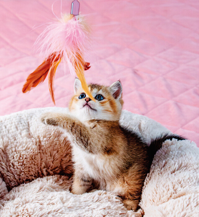 반려묘와 예비 배우자가 유대감을 형성할 수 있도록 함께 다양한 놀이를 하는 것이 좋다. [ETTYIMAGES]