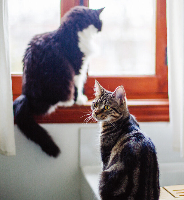 반려묘 발정 증상 중 하나는 창문 근처에서 떨어지지 않으려 하는 것이다. [GETTYIMAGES]