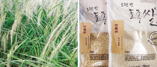 충남 공주의 황진웅 농부가 키우는 ‘버들벼’(왼쪽)와 쌀. [사진 제공 · 황진웅]