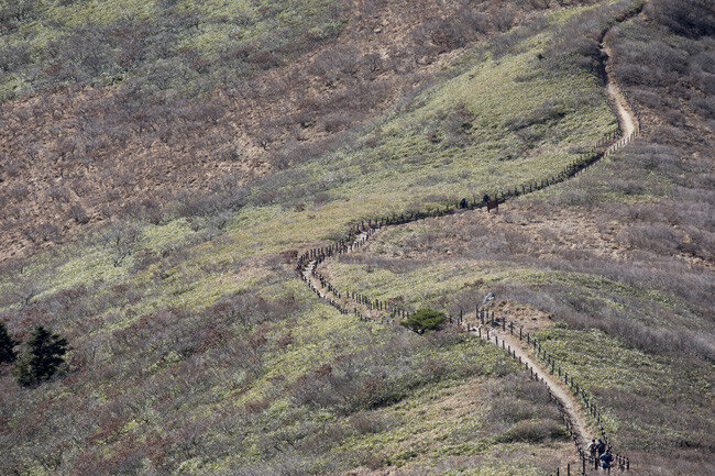 원추리로 가득한 등산로.