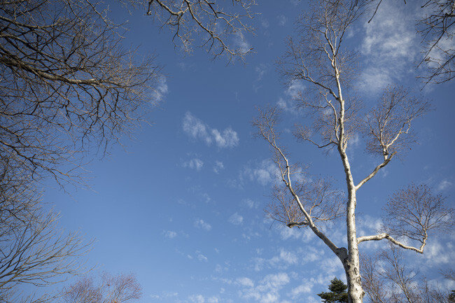맨몸으로 겨울을 맞이하는 나무.