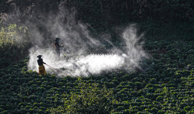 배추 수확을 앞두고 막바지 작업으로 분주한 농부들.