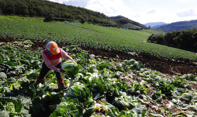 다 자란 배추가 농부의 손에서 떠날 채비를 한다.