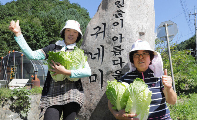 일출이 아름다운 마을에 배추로 말미암아 부농의 꿈이 영근다.