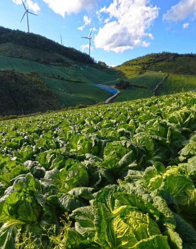 구름을 베개 삼아 누운 골짜기에 고랭지 배추가 빽빽이 자라고 있다.