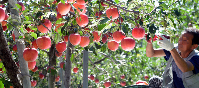 충북 괴산군 한 과수원에서 사과 홍로를 수확 중인 모습. [뉴시스]