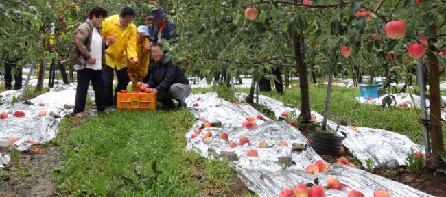 사과나무 밑에 반사필름이 깔려 있다. [뉴스1]