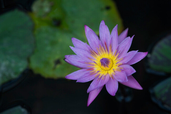 온실 열대관에 피어 있는 빅토리아 수련.