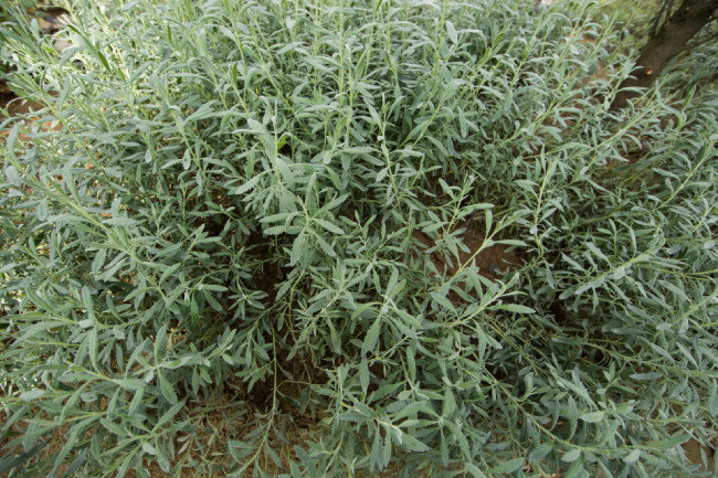 서울식물원 곳곳에는 허브 향을 뿜어내는 식물이 있어 힐링의 순간을 경험하게 한다.