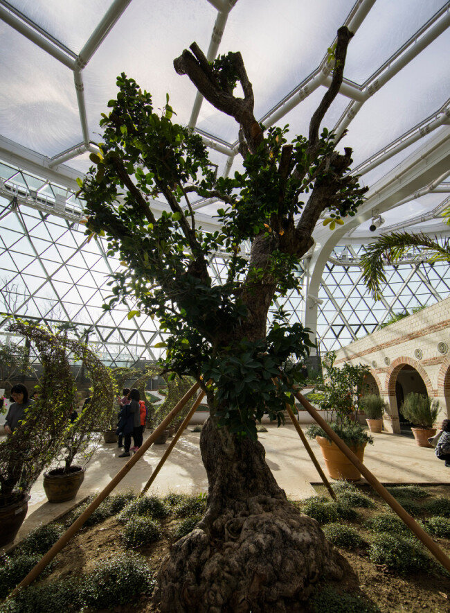 동남아시아, 동아프리카 등에서 자라는 과일나무 시지기움 쿠미니.