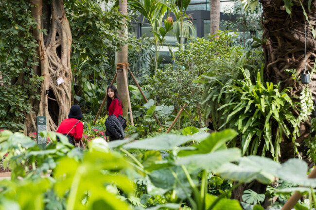 한겨울에도 따스한 초록 기운이 가득한 서울식물원 내부.